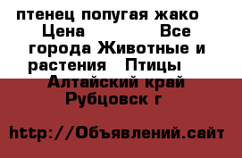 птенец попугая жако  › Цена ­ 60 000 - Все города Животные и растения » Птицы   . Алтайский край,Рубцовск г.